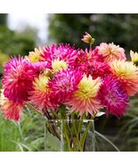 PSA Dahlia Cactus Mix 12 Plant Divisions With Tubers Summer Flower Fast ... - $1,565.86 MXN