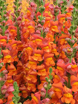 500 Seeds Tall Orange Snapdragon Garden - $6.33