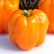 Ship From Us Orange King Bell Pepper Seeds - 500 Mg ~60 Seeds - NON-GMO TM11 - £14.83 GBP