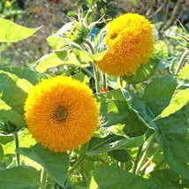 20 Sunflower Teddy Bear Flower Seeds - £6.42 GBP