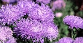 Fresh 30 Violet Purple Needle Aster Callistephus Chinensis Unicom Flower... - $3.50