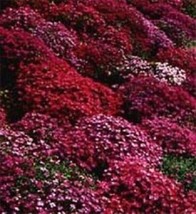 Fresh Seeds 50 Red Aubrieta Rock Cress Perennial Flower Seeds - $20.00