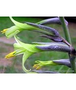 KBT Exotic Aloe Puya Mirabilis Seeds 15 Seeds Bulk Seeds - $19.78