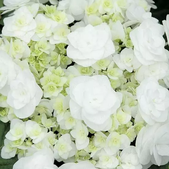 Wedding Gown Hydrangea Starter Plant Garden