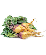 Fresh Seeds 500 Macomber Rutabaga Seeds Garden Planting - $10.96