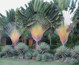 5 Pc Seeds Ravenala Madagascariensis Plant, Fan Plantain Seeds for Planting | RK - £19.85 GBP