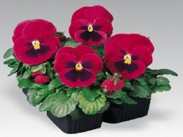 150 FLOWER SEEDS Pansy Seeds Inspire Carmine With Blotch - Yard Outdoor Living  - £44.04 GBP
