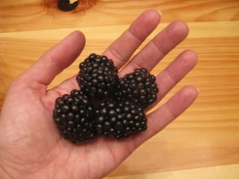 Giant Blackberry 35 Seedsantioxidantfiberfultriple Crown Garden Fresh USA Shippi - £11.20 GBP