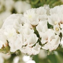 50 White Statice Seeds Flower Annual Long Lasting Great Gift - £14.44 GBP