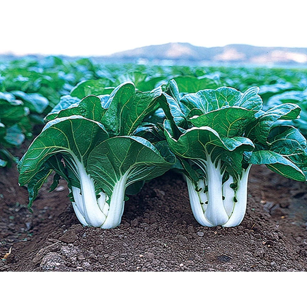 500 Canton Pak Choi Cabbage Seeds - $2.52