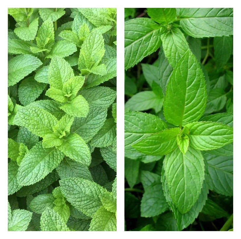 seeds mixed mint 500 peppermint  spearmint herb non-gmo heirloom vegetable - $4.31