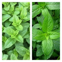 seeds mixed mint 500 peppermint  spearmint herb non-gmo heirloom vegetable - €3,74 EUR