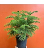Norfolk Island Pine Live Home And Office Decor Christmas Tree Indoor Houseplant  - $50.87