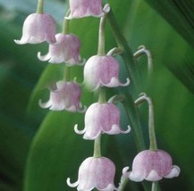 Lily of The Valley flower bulb bell orchid rich aroma Seed flower bulbs ... - $5.78