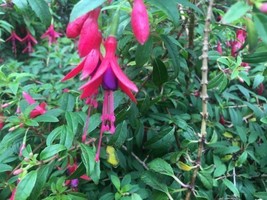 Fuchsia Magellanica  Hummingbird Fuchsia  Hardy Fuchsia  10 Seeds - $13.98