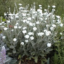 Fresh New 50 White Lychnis Coronaria Alba White Rose Campion Evening Lyc... - £11.19 GBP