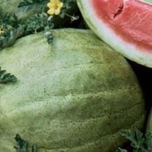 US Seller Chelsea Watermelon Seeds Fast Shipping - £9.54 GBP