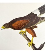 Harris&#39;s Hawk Bird Print 1946 Color Art John James Audubon Nature DWV2E - $55.48 CAD