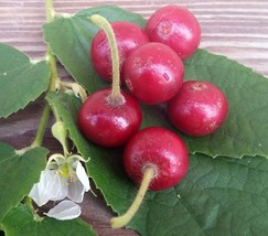 Jamaican Cherry Tree &quot;Muntingia Calabura&quot; 6 to 8 inch Live Starter Plant  - £19.74 GBP