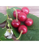 Jamaican Cherry Tree &quot;Muntingia Calabura&quot; 6 to 8 inch Live Starter Plant  - £19.65 GBP