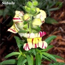 200 Pcs/Bag Multi-Color Antirrhinum Majus BonsaiCommon Snapdragon Perennial Flow - £5.34 GBP