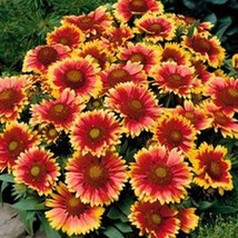 100 Blanket Flower- Gaillerdia Flower Seeds - $8.99