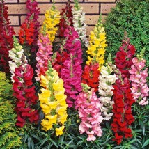 200 Mix Snapdragon Baby Toadflax Flower Seeds - $7.99