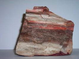 Colorful Rough Arizona Petrified Wood Specimen - $25.99