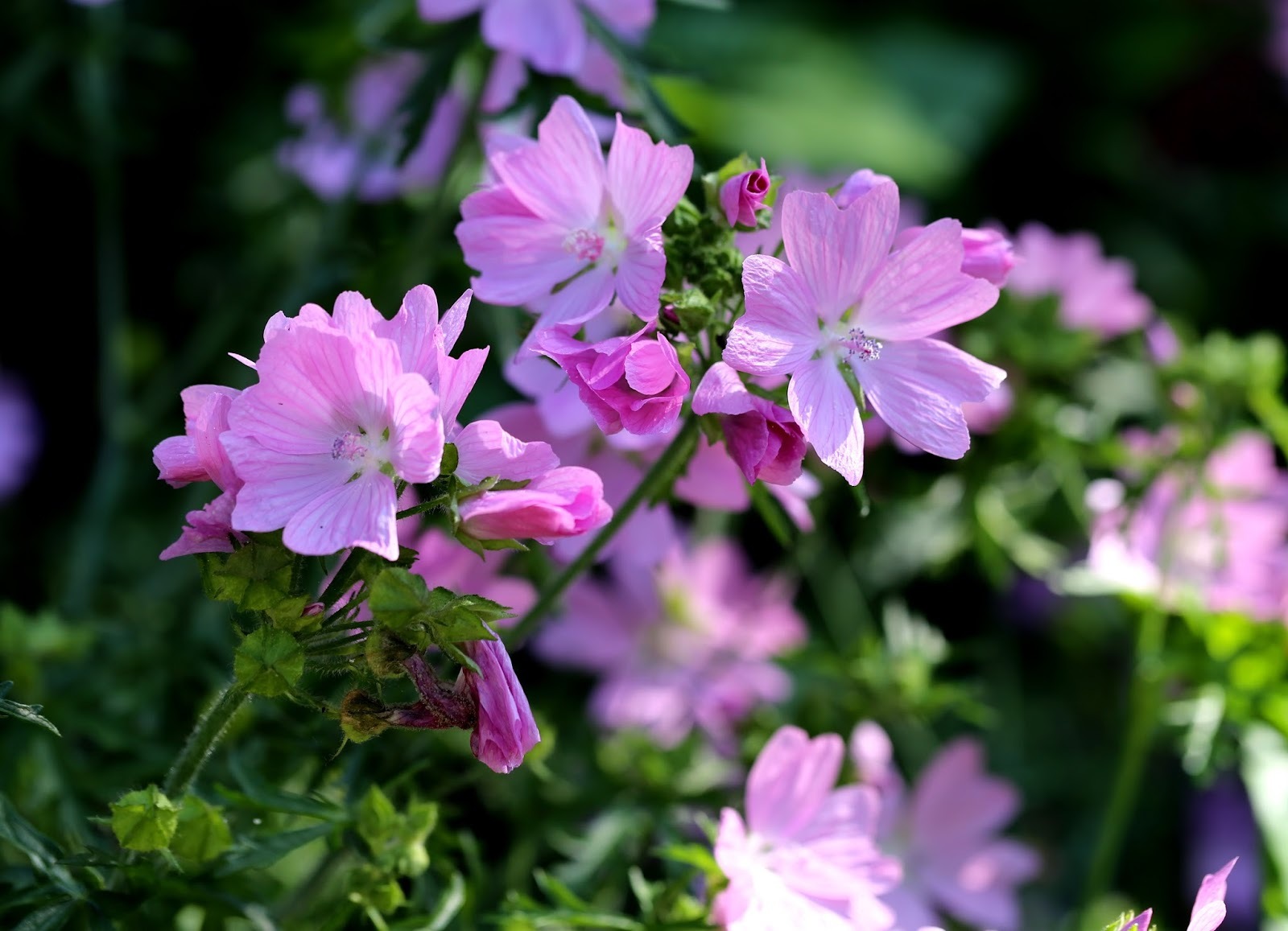 100 Malva Moschata Rosea Flower Seeds and 50 similar items