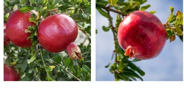 Punica granatum - Parfyanka Pomegranate (Parfianka) - Live Plant - £33.56 GBP