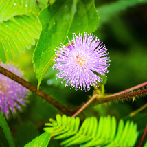 Sensitive Plant Grass Flower Bonsai - 100 Seeds - $150.91 MXN