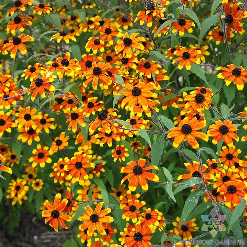200 Prairie Glow Rudbeckia Seeds Planting Fresh Seeds - $13.63 CAD