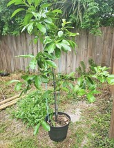 Black Sapote Diospyros digyna Chocolate Pudding Tropical Fruit Tree 7 Gal - $130.00