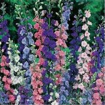 Rocket Larkspur Mix- 200 Seeds Fresh Garden Usa Seller - $6.80