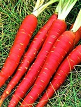 Atomic Red Carrot Seeds  200+ Seeds  NON GMO   - £1.43 GBP
