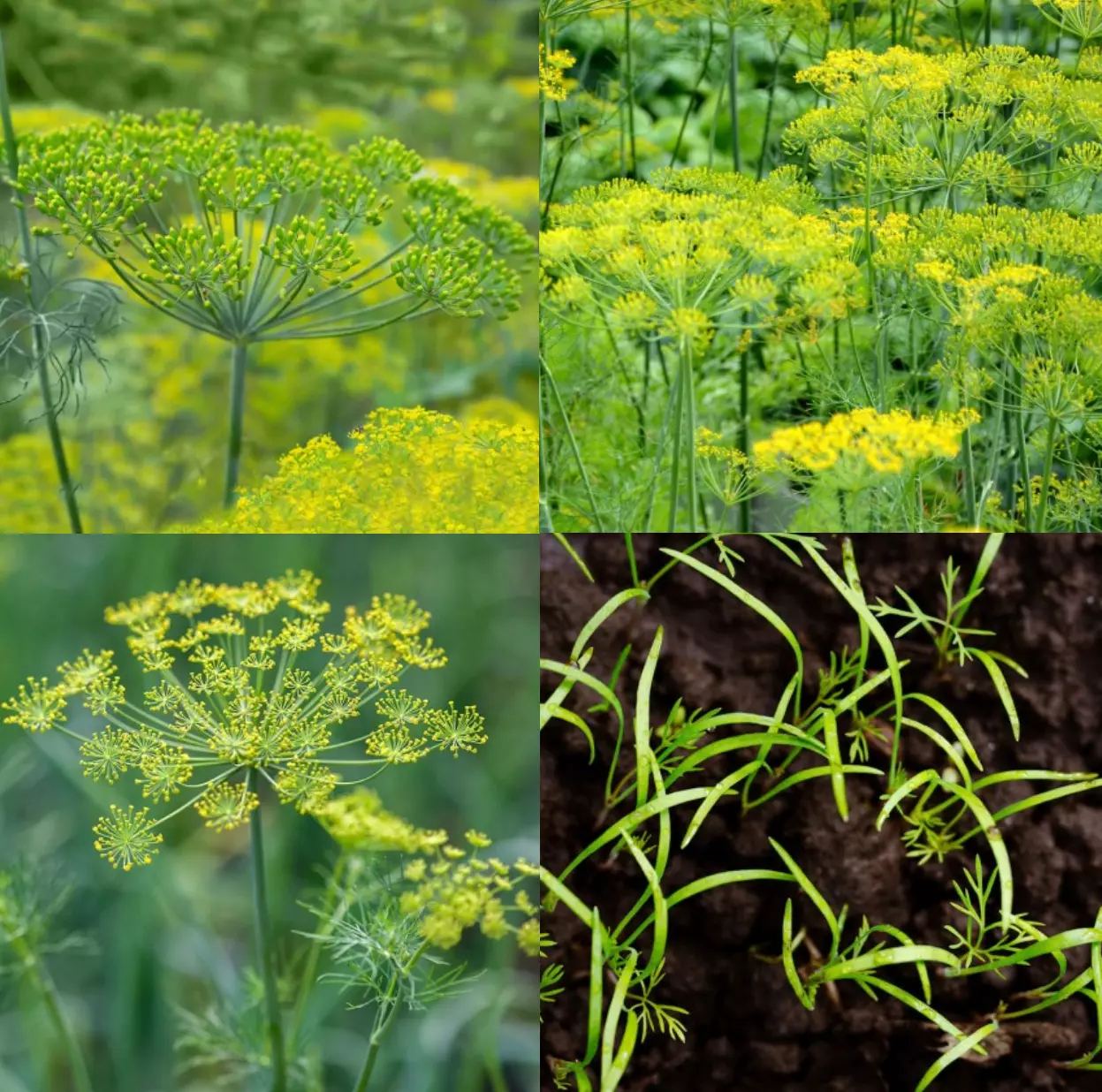 DILL Lovers Mix Dukat, Bouquet &amp; Mammoth Butterfly Host Plant Non-GMO 50... - $5.22
