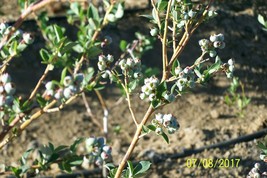 Organic Blueberry Plant (Blue Crop) 12&quot; t 14&quot; tall  Produce berries for ... - $44.55