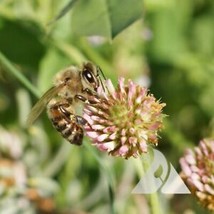 Us Seller Clover Strawberry Perennial Groundcover Pollinator Bees Love! Non-GMO - £4.77 GBP