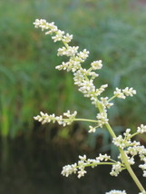 200 White Mugwort Seeds (Artemisia Lactiflora)    From US - $13.95