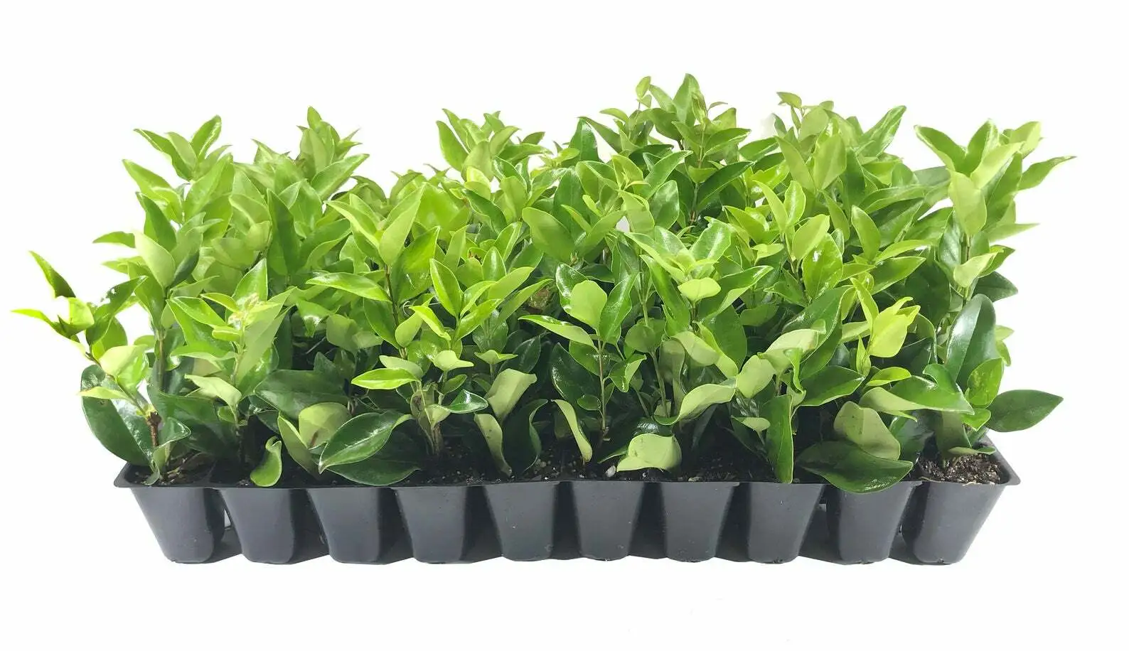 Ligustrum Waxleaf Privet Live Plants Flowering Privacy Hedge Shrub - £30.99 GBP