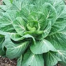 Georgia Southern Collard Greens - Organic Heirloom Seeds Awesome Non-Hea... - $8.98