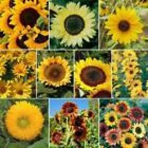 Sunflower SUNNY Mix 10 Species Annual/Perennial 50 Seeds Non-GMO Hummingbirds - £9.79 GBP