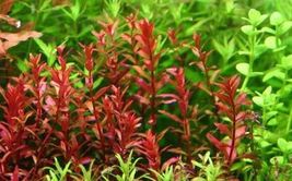 Rotala Rotundifolia RED Live Aquarium Plant Aquatic Plant - £9.76 GBP