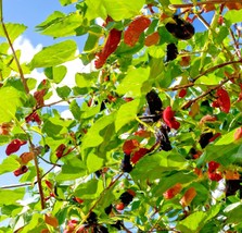50 Black Mulberry Tree Seeds, Morus nigra, Sweet Edible Fruit Tree - $6.49