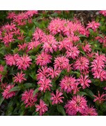 100 Lady Pink Bee Balm Seeds Flowers Seed Bloom Hummingbird Flower Seeds New Fre - $203.50 MXN