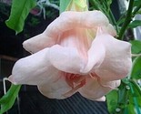 10 Double Beautiful Pink Angel Trumpet Seeds Flowers Seed Flower/Ts - £5.17 GBP