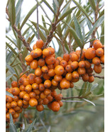 Real Shaji - Hippophae rhamnoides Fruit Plant semillas Sementes, 50 Seeds - $12.19