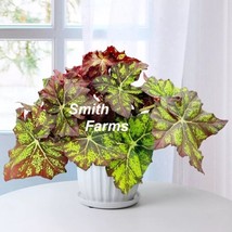 15 Seeds Begonia ?Lime Truffle?  house plant  garden flowers From US - £7.92 GBP