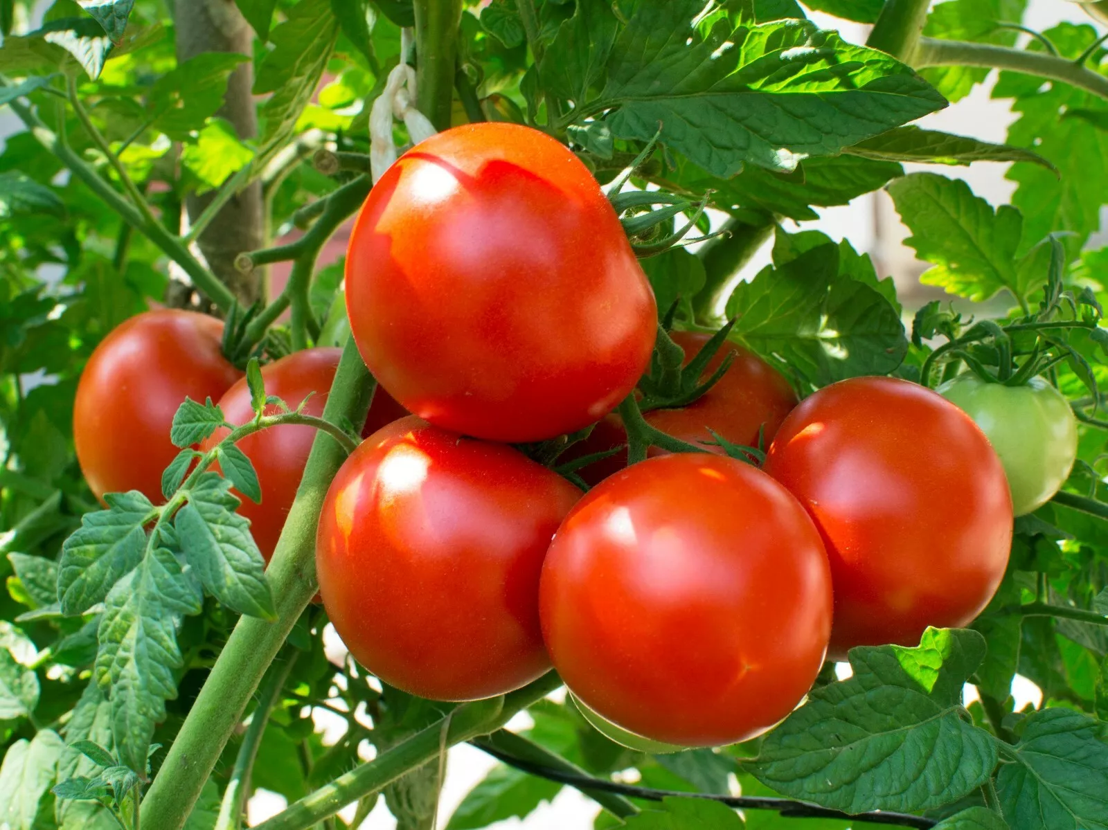 FARM 25 Homestead Very Heat Tolerant Tomato Bulk Seeds - $9.25