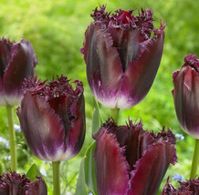 Purple Crystal Fringed Tulip 7 Bulbs New 12/+ Cm Bulbs Fresh - $25.98